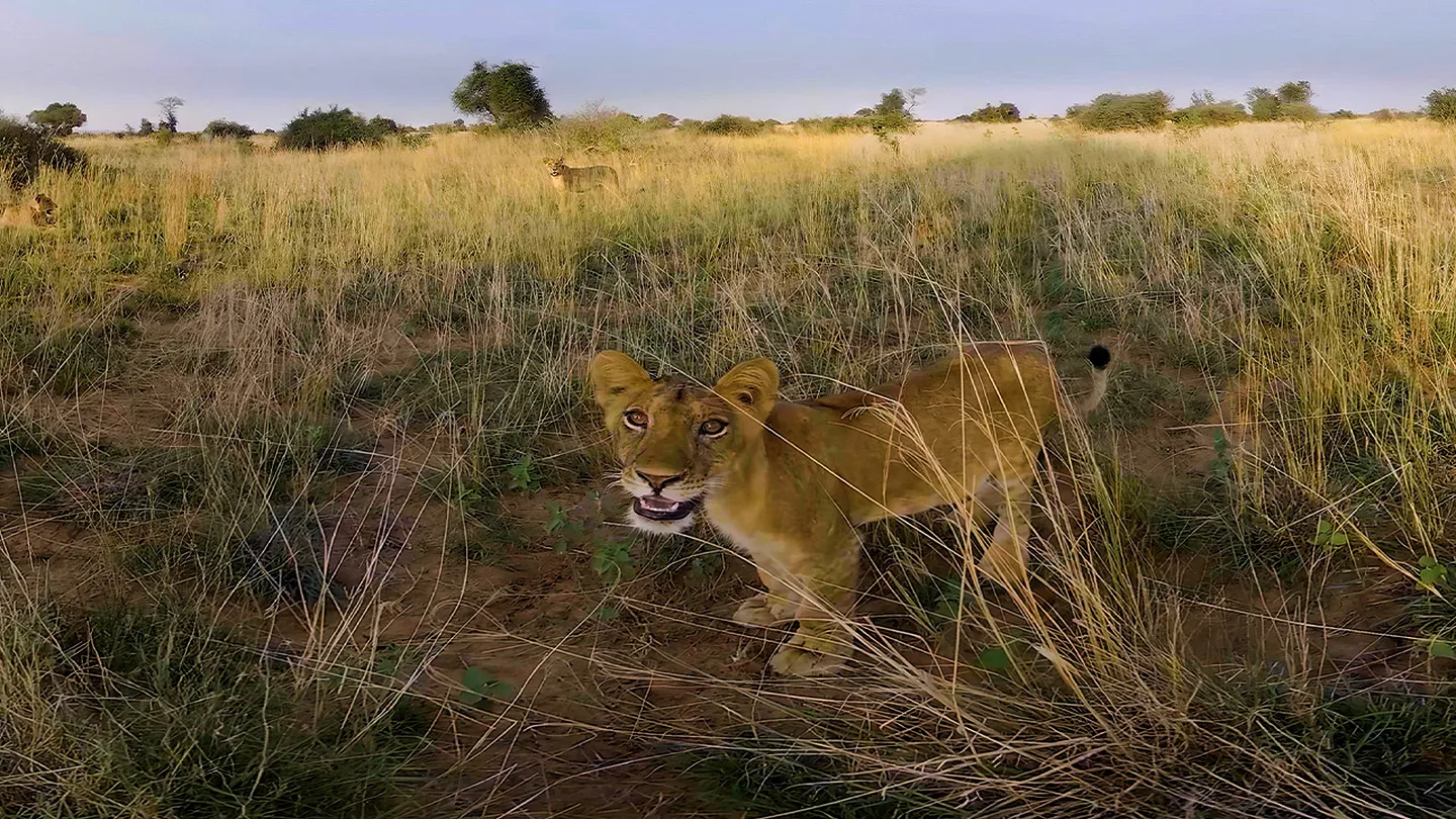 野生动物探险之旅(Murchison Falls: The Awarded Wildlife Adventure with Elephants, Lions and Hyenas)-单机游戏网 野生动物探险之旅(Murchison Falls: The Awarded Wildlife Adventure with Elephants, Lions and Hyenas)-单机游戏网