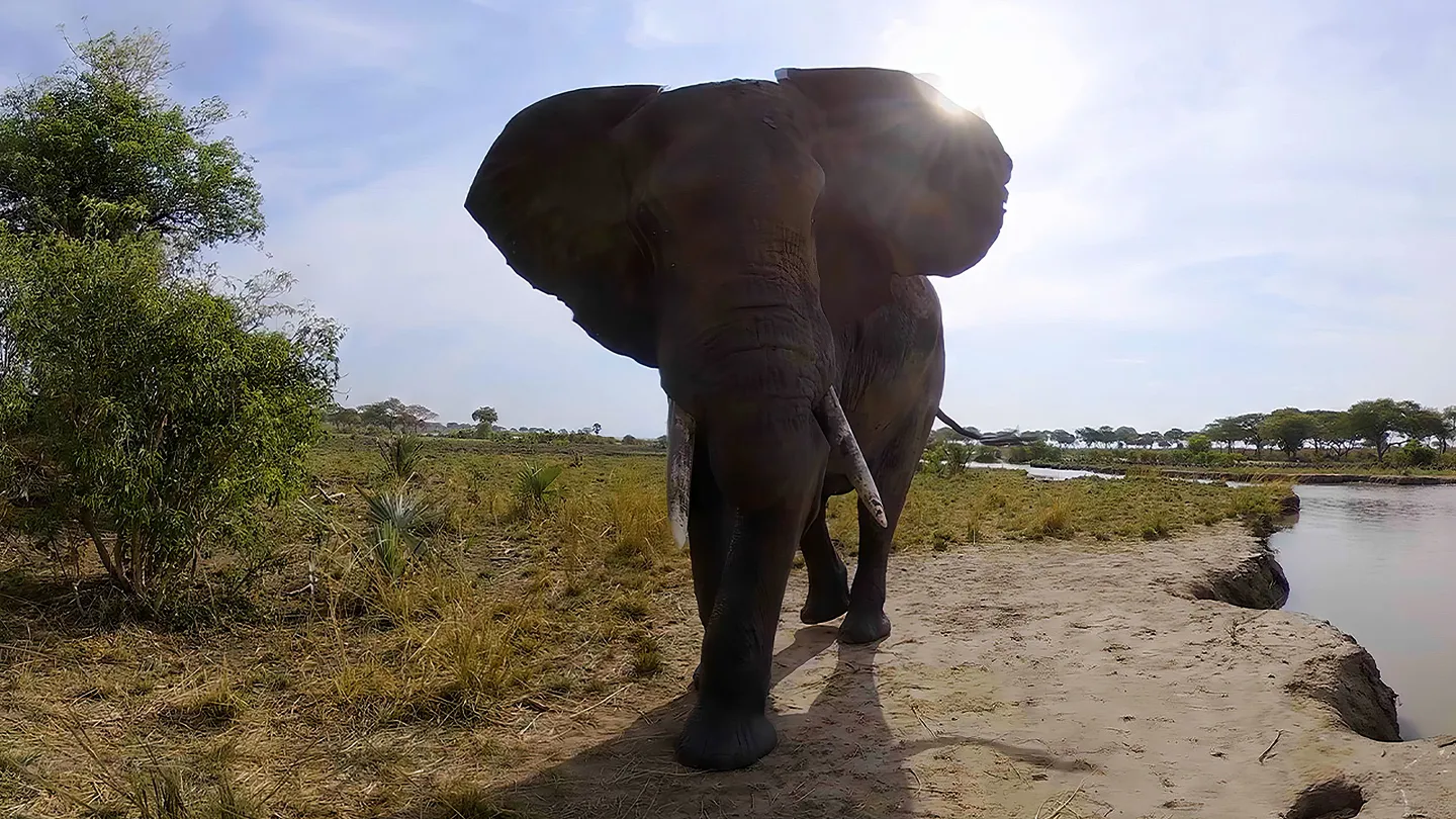 野生动物探险之旅(Murchison Falls: The Awarded Wildlife Adventure with Elephants, Lions and Hyenas)-单机游戏网 野生动物探险之旅(Murchison Falls: The Awarded Wildlife Adventure with Elephants, Lions and Hyenas)-单机游戏网
