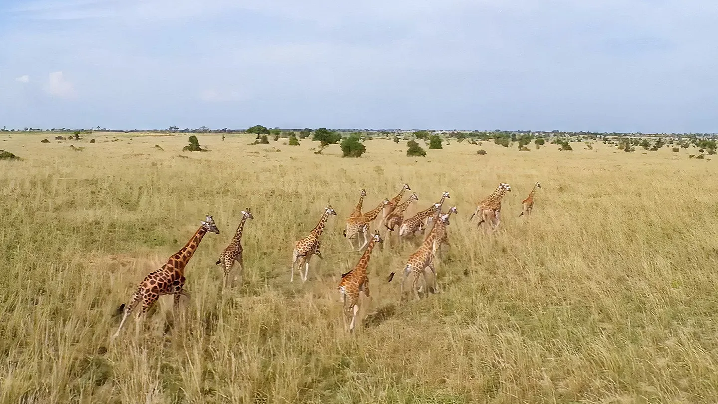 野生动物探险之旅(Murchison Falls: The Awarded Wildlife Adventure with Elephants, Lions and Hyenas)-单机游戏网 野生动物探险之旅(Murchison Falls: The Awarded Wildlife Adventure with Elephants, Lions and Hyenas)-单机游戏网