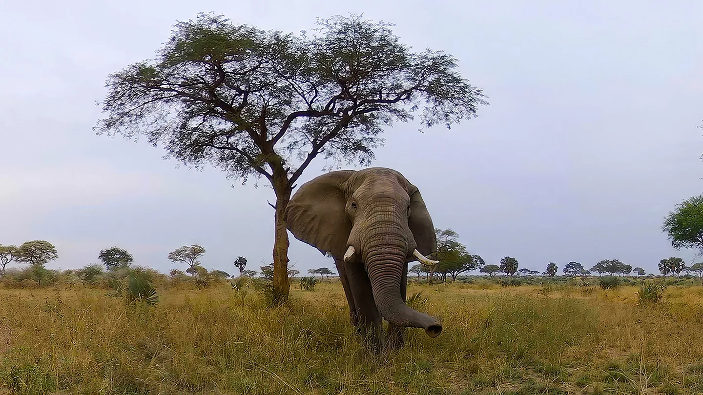 野生动物探险之旅(Murchison Falls: The Awarded Wildlife Adventure with Elephants, Lions and Hyenas)-单机游戏网 野生动物探险之旅(Murchison Falls: The Awarded Wildlife Adventure with Elephants, Lions and Hyenas)-单机游戏网